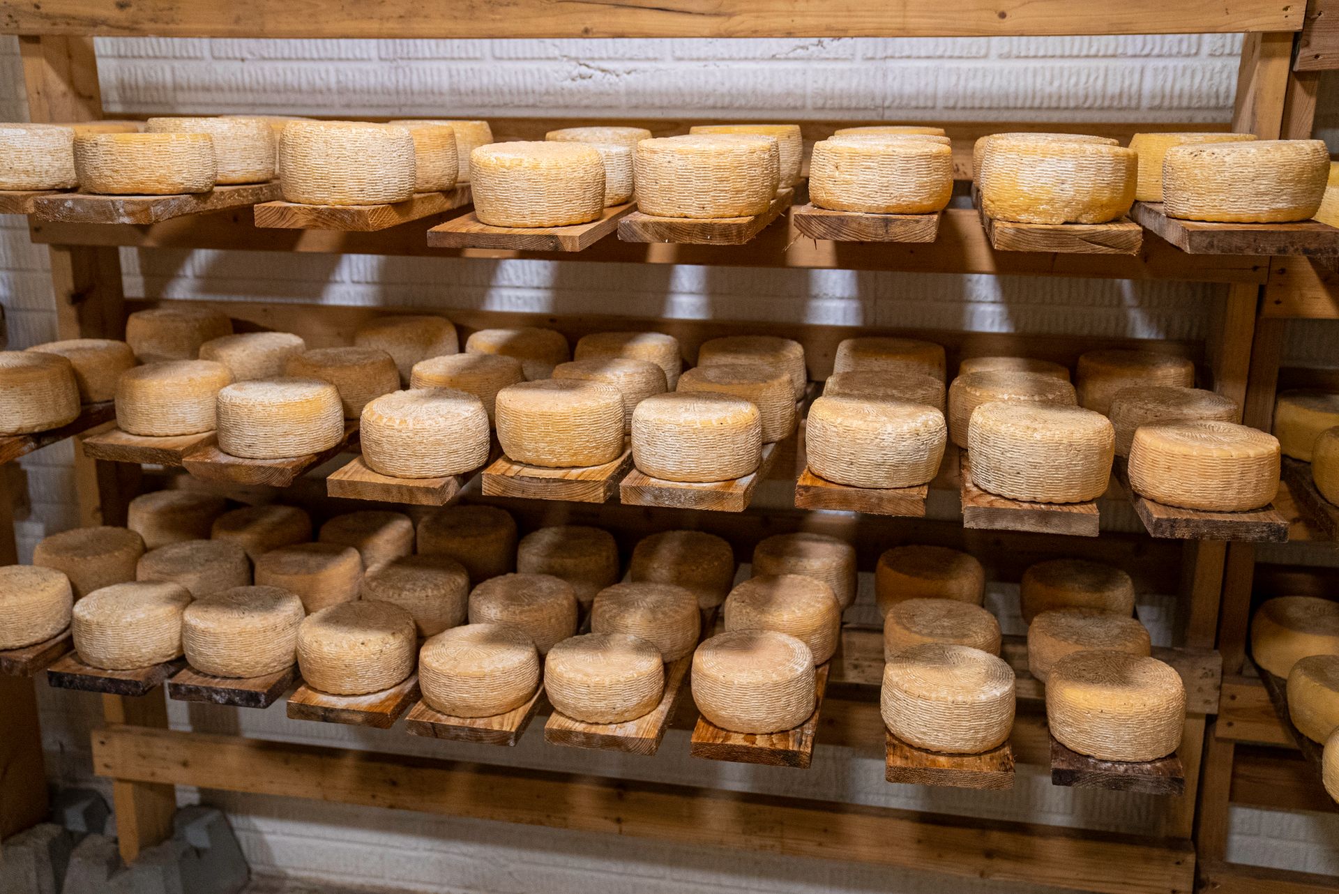 Meules de fromage à pâte pressée cuite en affinage sur des planches de bois