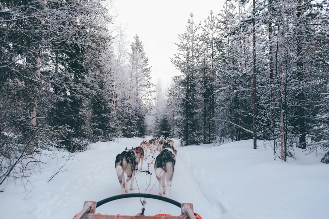 Attelage de chiens de traîneau sur la neige
